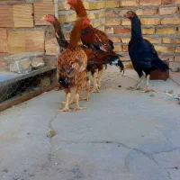 ۲تا مرغ ۲تا خروس