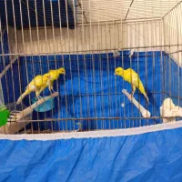 قناری یسر جیبر جیور