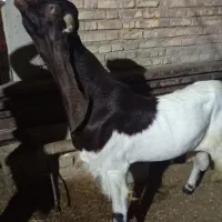 بزنرپاکستانب