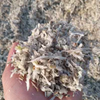 تفاله گوجه|حیوانات مزرعه|تهران, شهرآرا|دیوار