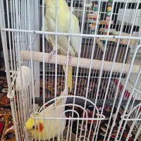 عروس هلندی و گرینچیک