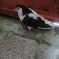 کفتر شیرازی