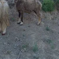 فروش بره زنده کیلویی 530 هزار تومن