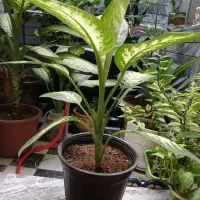 گلها ی زیبا|گل و گیاه طبیعی|کرمانشاه, |دیوار