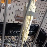 عروس هلندی|پرنده|محمدشهر, محمدشهر|دیوار