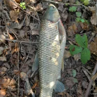 فروش ماهی آمور و کپور وحشی ارگانیک|ماهی|آمل, |دیوار