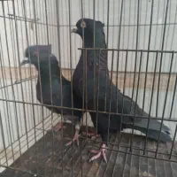 کبوتر|پرنده|الشتر, |دیوار