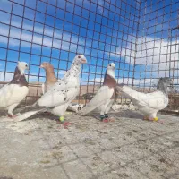 ۵ تا نر پرشی