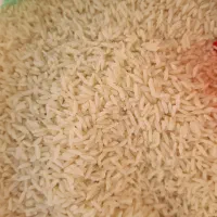 برنج امساله رسید، فجر سوزنی گرگان، هاشمی، دم سیاه|خوردنی و آشامیدنی|اسلام‌شهر, شهرک قائمیه|دیوار