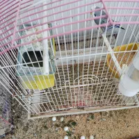 مرغ عشق مولد قفسی|پرنده|قم, شهرک قدس|دیوار