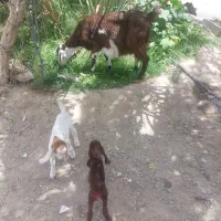 گوسفند با دوشنک نر