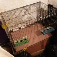 چندعدد قفس پرنده|لوازم جانبی حیوانات|رشت, لاکانی|دیوار