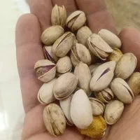 پسته