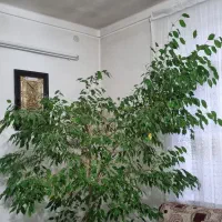 گل‌های سه متری فیکوس و بنجامین