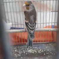 سهره قناری دهن دار دهن لر بی غلط اس|پرنده|کرمانشاه, |دیوار