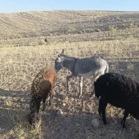 کره خر ب واسه نگهداری
