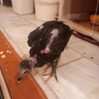 دوعدد جوجه لاری ۵۰روزه|حیوانات مزرعه|کرمانشاه, |دیوار