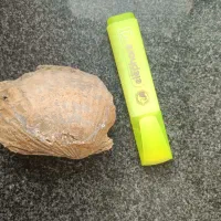 فسیل دو کفه ای مربوط به ژوراسیک ایران|کلکسیون اشیاء عتیقه|طبس, |دیوار