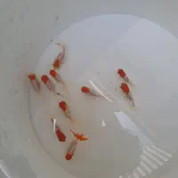 ماهی گرین تیلور،گلدفیش وقرمز،،قابل ارسال