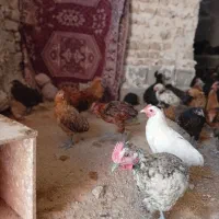 جوجه|حیوانات مزرعه|مشهد, موسوی قوچانی|دیوار