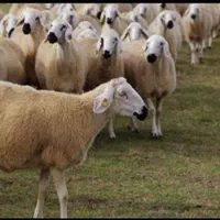 فروش گوسفند گاو بز در کل کرج و حومه
