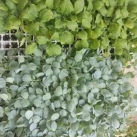 فروش انواع نشا اماده کاشت