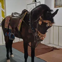 نریون فروشی  سن ۴ سال خیلی اروم بدون اخلاق