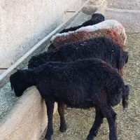 بره نر دشتی|حیوانات مزرعه|قیدار, |دیوار