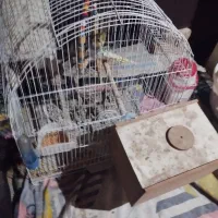 عروس مولد|پرنده|اردبیل, |دیوار