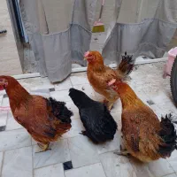 مرغ محلی تخم‌ گذار جوان|حیوانات مزرعه|قم, شهرک امام حسین|دیوار