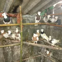 فروش  ۳۰عدد کفتر طوق