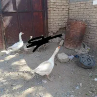 2عدد غاز|حیوانات مزرعه|گلبهار, نوبهار|دیوار