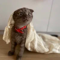 گربه بریتیش اسکاتیش