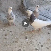 طوقی نرو ماده|پرنده|سنندج, |دیوار