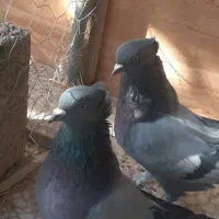 دو عدد برجی پر ماده