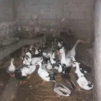 اردک محلی. پروازی