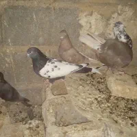 کفتر بهبهانی|پرنده|مرودشت, رامجرد یک|دیوار