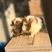 خوکچه هندی سالم و بازیگوش