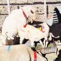 بزن سانن فرانسوی|حیوانات مزرعه|کنگاور, |دیوار