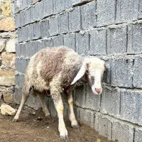گوشت تازه بره نر|حیوانات مزرعه|بهشهر, |دیوار