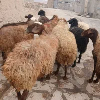 گوسفندبابره جوان وشیره دار