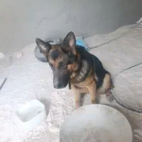 سگ ژرمن پیدا شده