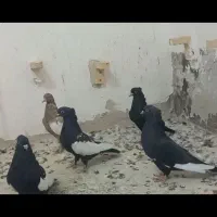کبوتر سینه  یکت سفید طوقی دمبی سرور|پرنده|شیراز, آبیاری|دیوار