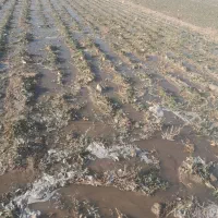 چغندر برای دامها