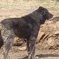توله سرابی