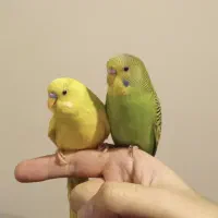 یک جفت مرغ عشق