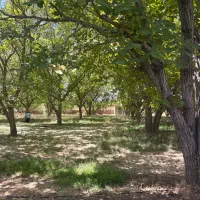 ۵۵۰مترباغ درخت‌دارشهرکی سندتکبرگ گاز آب برق