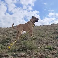 سگ.