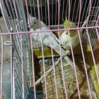 فروش عروس هلندی لوتینو،و البینو|پرنده|زابل, |دیوار