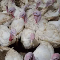 بوقلمون بیوتی۶|حیوانات مزرعه|لولمان, |دیوار